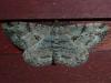 Peribatodes rhomboidaria